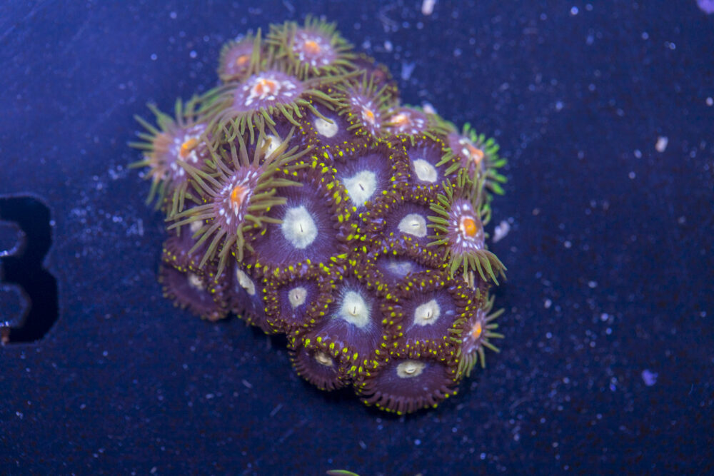 Zoanthids - Pinwheel