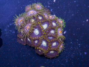 Zoanthids - Pinwheel