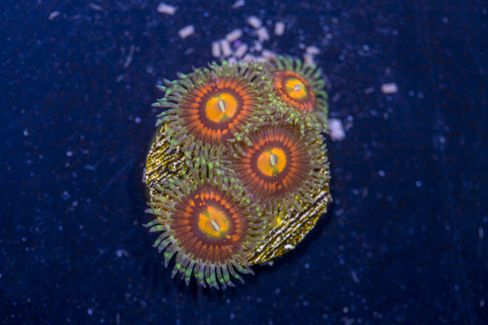 Zoanthids - Rainbow Incinerator