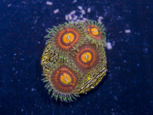 Zoanthids - Rainbow Incinerator