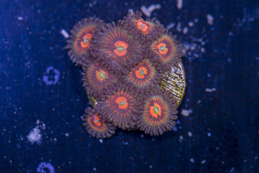 Zoanthids - God of War