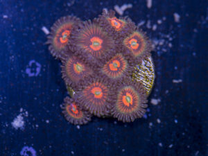Zoanthids - God of War