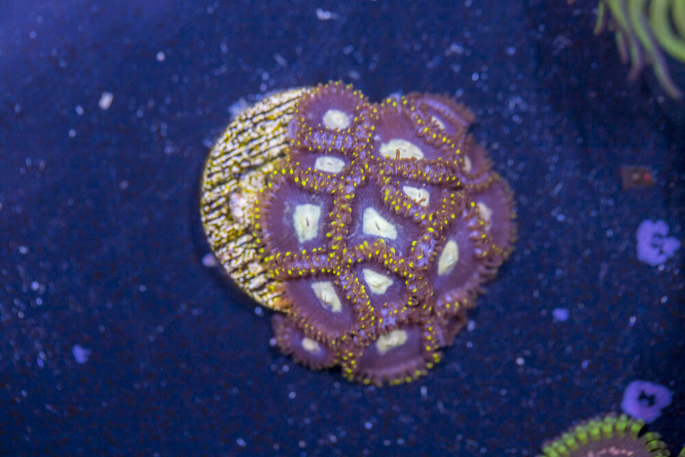Zoanthids