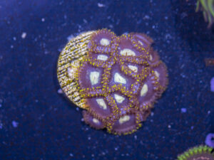 Zoanthids
