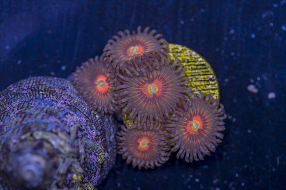 Zoanthids - God of War