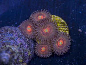 Zoanthids - God of War