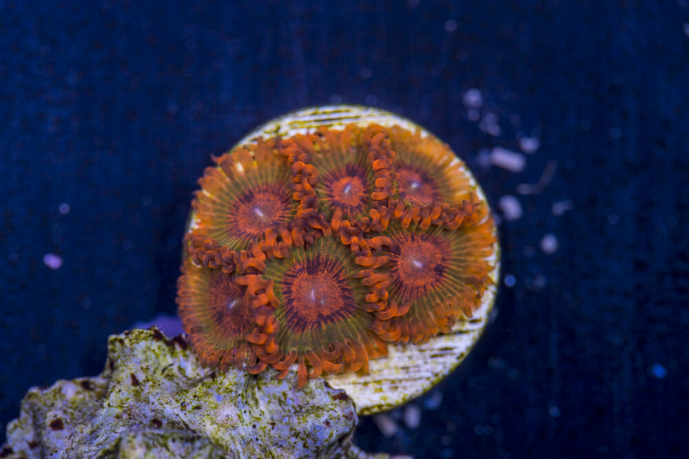Zoanthids - Speckled Krak