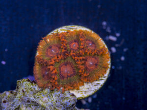 Zoanthids - Speckled Krak
