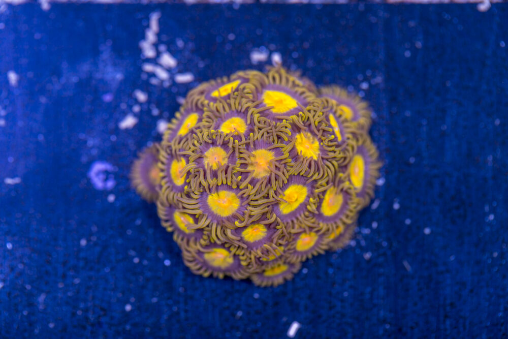 Zoanthids - King Midas