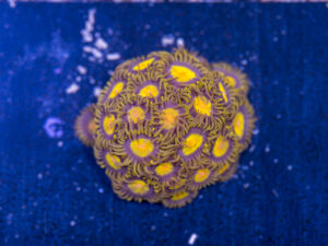 Zoanthids - King Midas