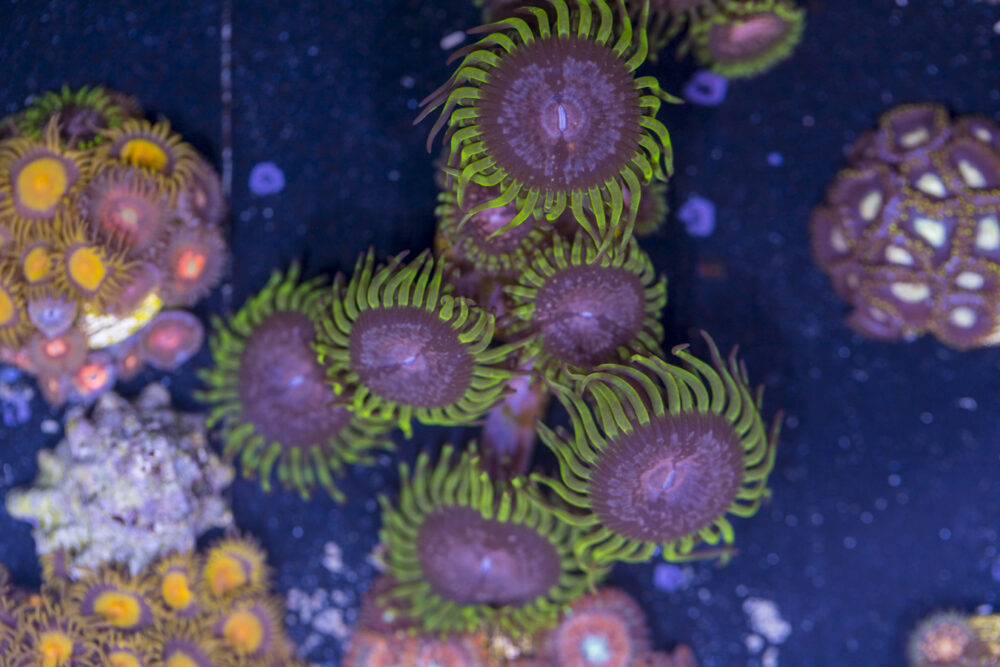 Zoanthids - Purple Monster