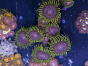 Zoanthids - Purple Monster