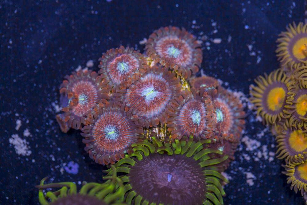 Zoanthids - Magician