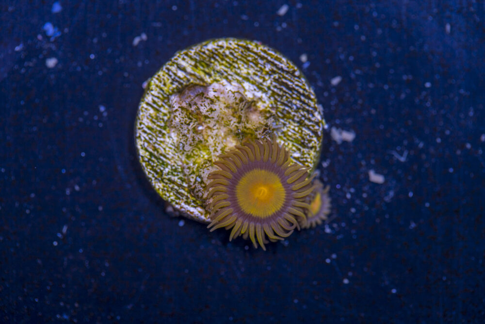 Zoanthids - King Midas