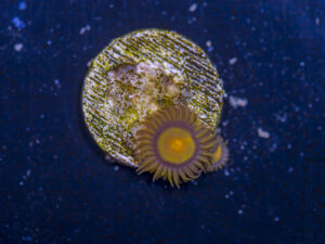 Zoanthids - King Midas