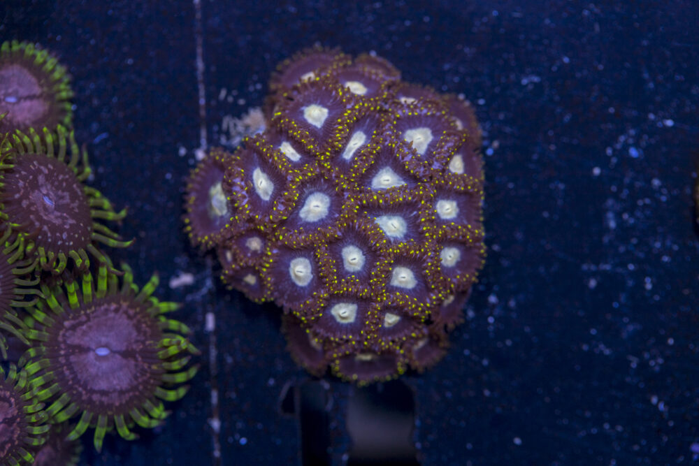 Zoanthids
