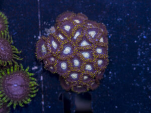 Zoanthids