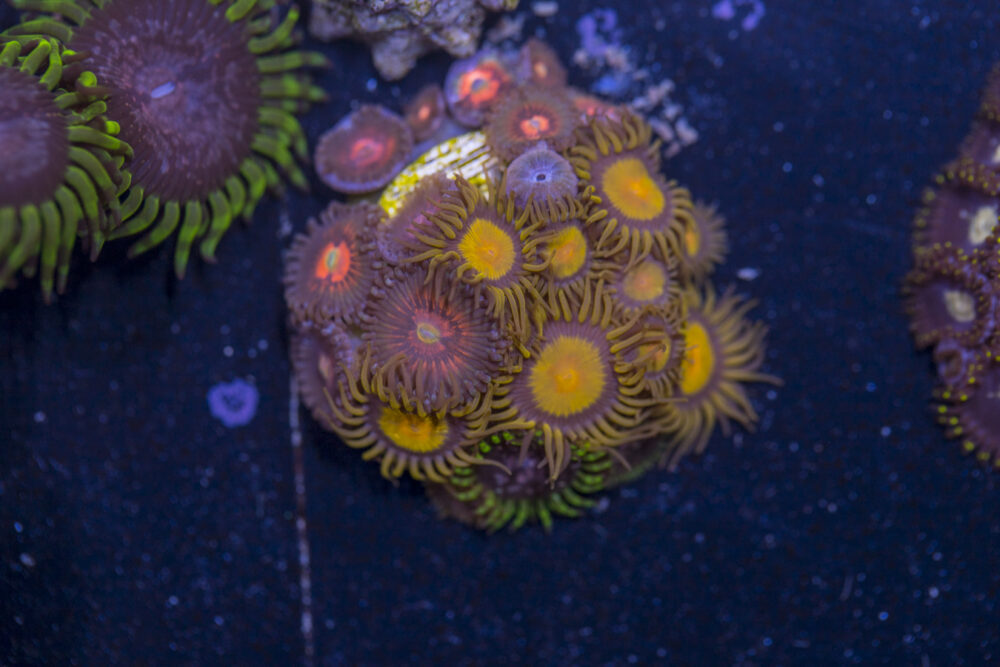 Zoanthids - King Midas