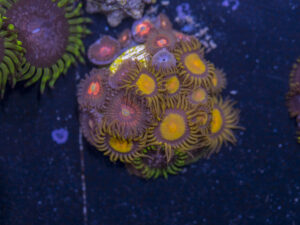 Zoanthids - King Midas