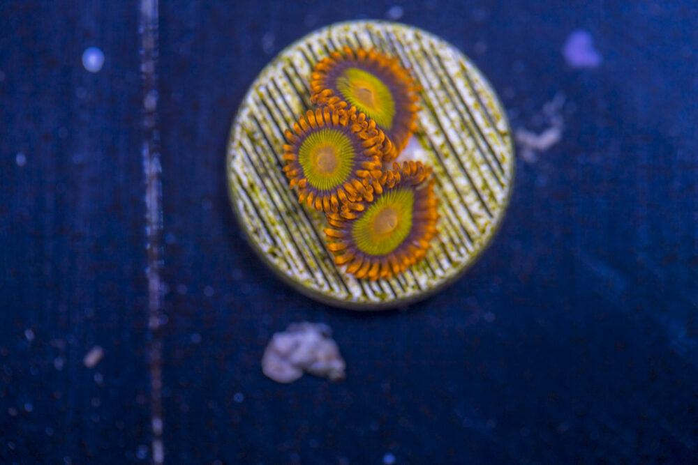 Zoanthids - Mandarin Orange