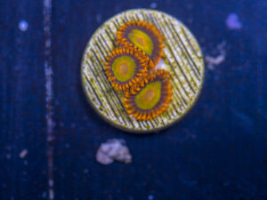 Zoanthids - Mandarin Orange