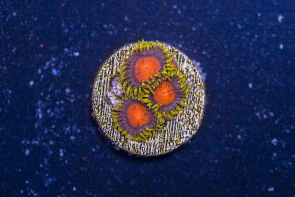 Zoanthids - Spongebob