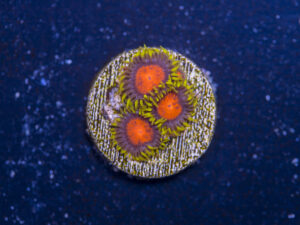 Zoanthids - Spongebob