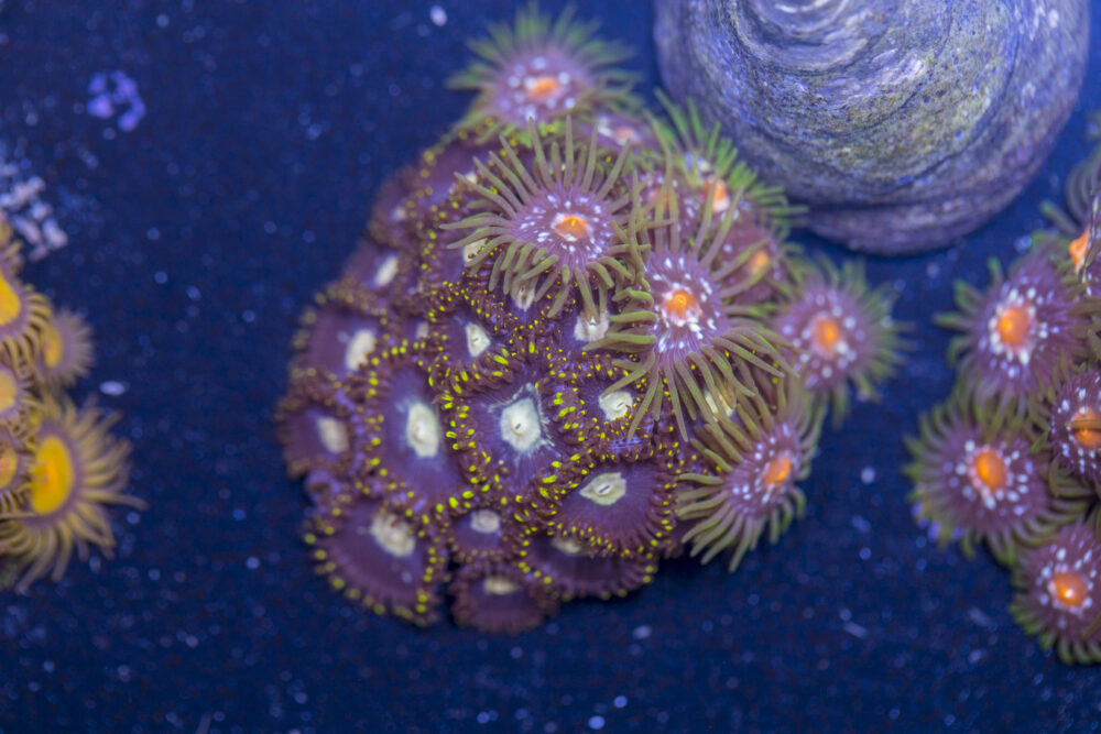Zoanthids - Pinwheel