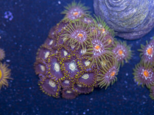 Zoanthids - Pinwheel