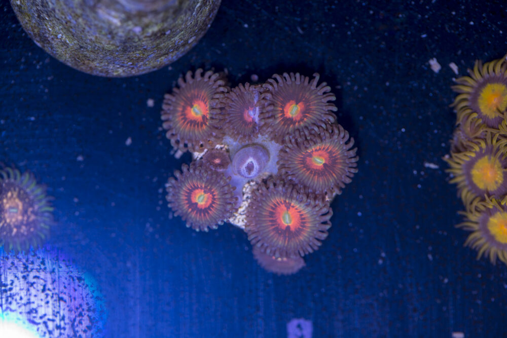 Zoanthids - God of War