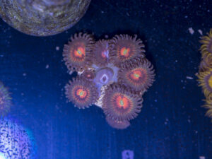 Zoanthids - God of War