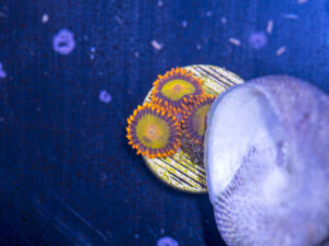 Zoanthids - Mandarin Orange