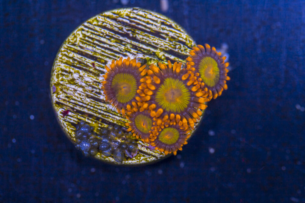 Zoanthids - Mandarin Orange