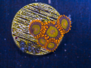 Zoanthids - Mandarin Orange