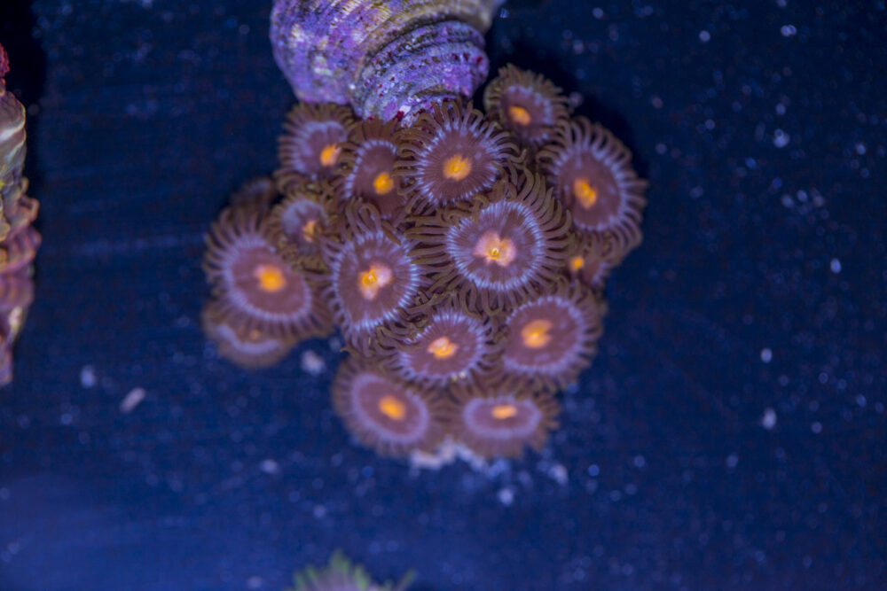 Zoanthids
