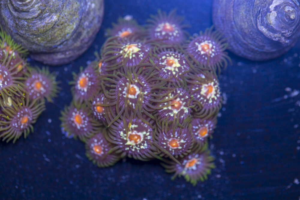 Zoanthids - Pinwheel