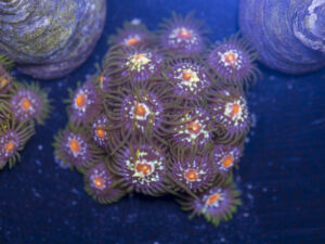 Zoanthids - Pinwheel