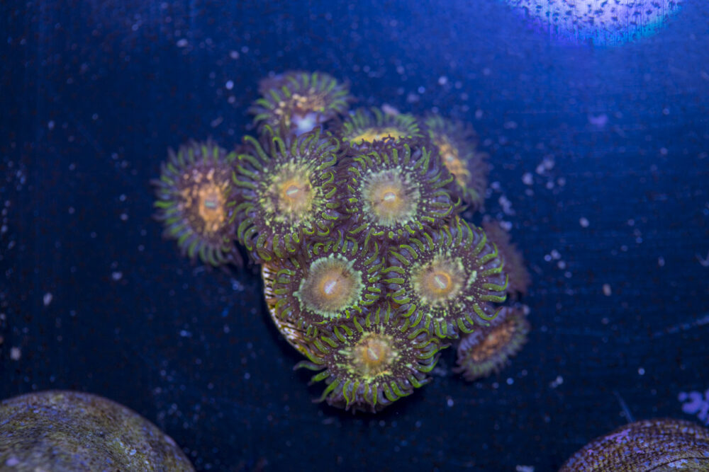 Zoanthids - Texas Grim Reaper