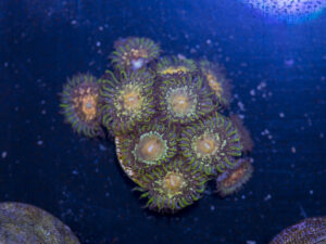 Zoanthids - Texas Grim Reaper