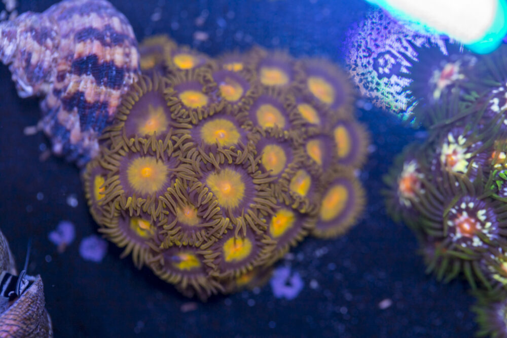 Zoanthids - King Midas