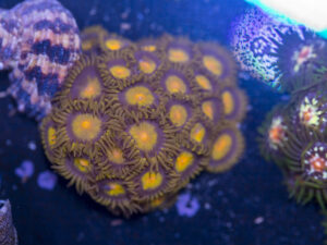 Zoanthids - King Midas