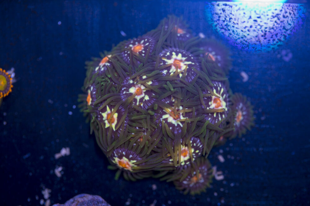 Zoanthids - Pinwheel