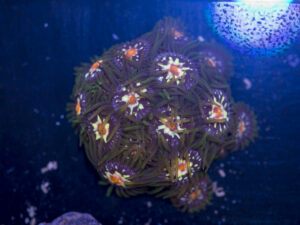 Zoanthids - Pinwheel