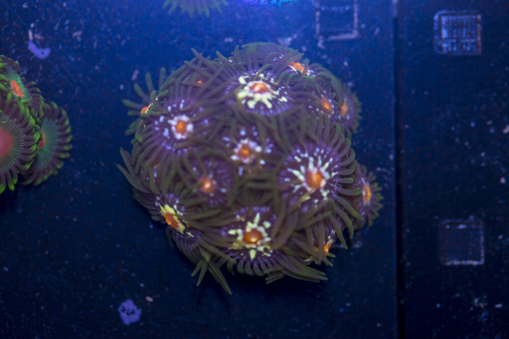 Zoanthids - Pinwheel