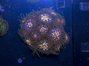 Zoanthids - Pinwheel