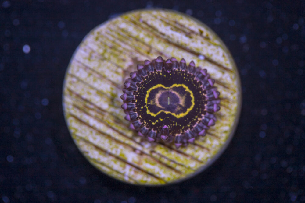 Zoanthids - Stratosphere