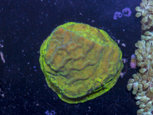 Leptoseris