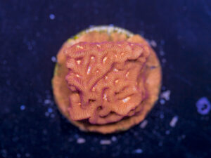 Leptoseris