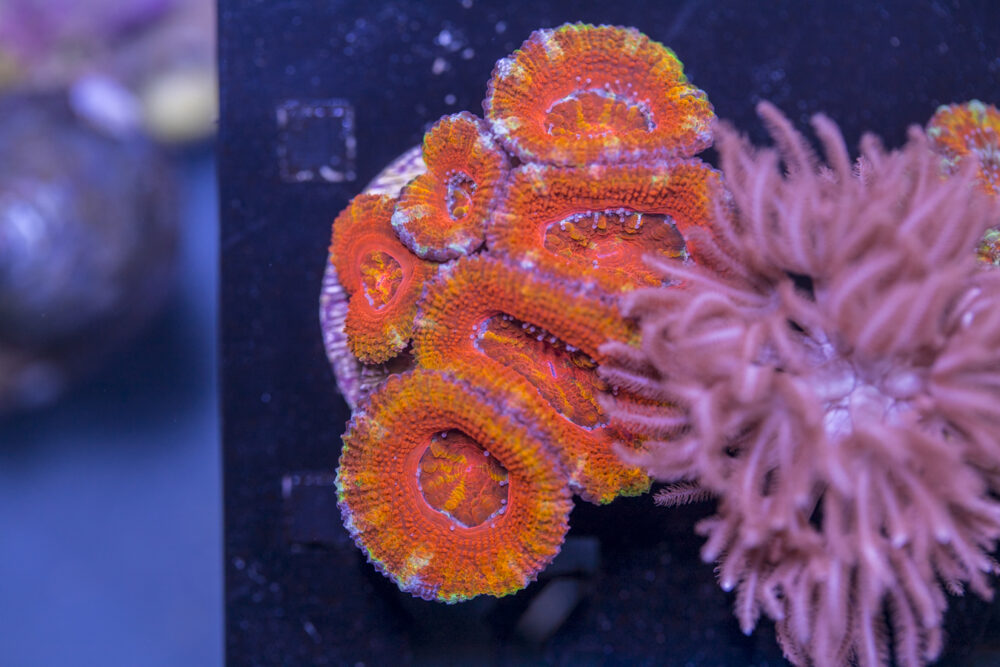 Acan - Lord Howe