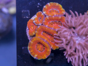 Acan - Lord Howe